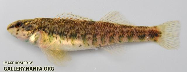 Etheostoma zonale female1 by BZ