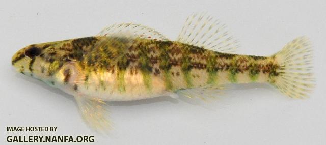 Etheostoma zonale female2 by BZ