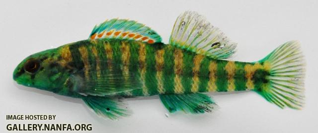 Etheostoma zonale male2 by BZ