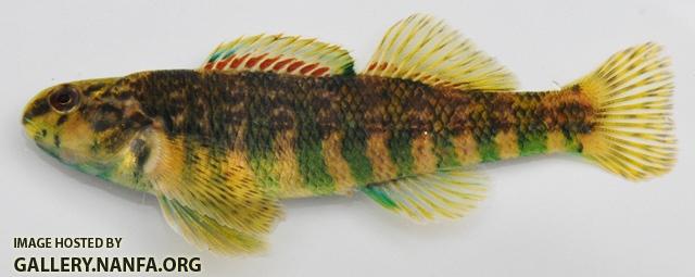 Etheostoma zonale male3 by BZ