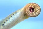 Petromyzontidae Lamprey Family