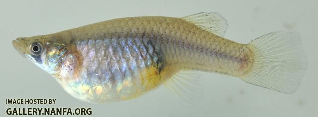 Gambusia affinis female1 by BZ