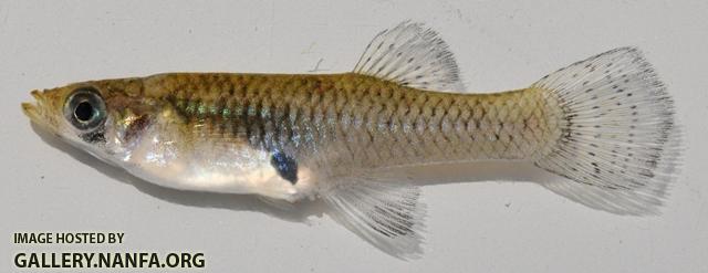 Gambusia holbrooki female1 by BZ