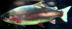 Oncorhynchus mykiss1 by JZ