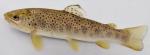 Salmo trutta2 by BZ