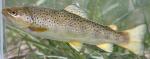 Salmo trutta3 by JZ