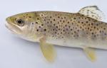 Salmo trutta4 by BZ