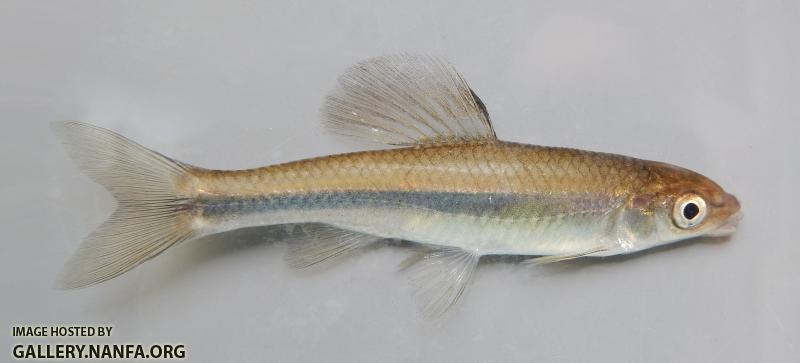 2014 Bannerfin female