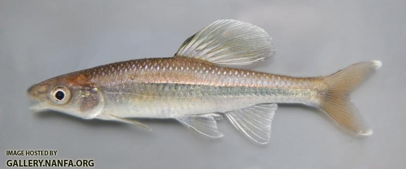 2014 Bannerfin male