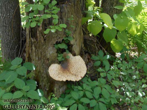 pondbrook mushroom rsz