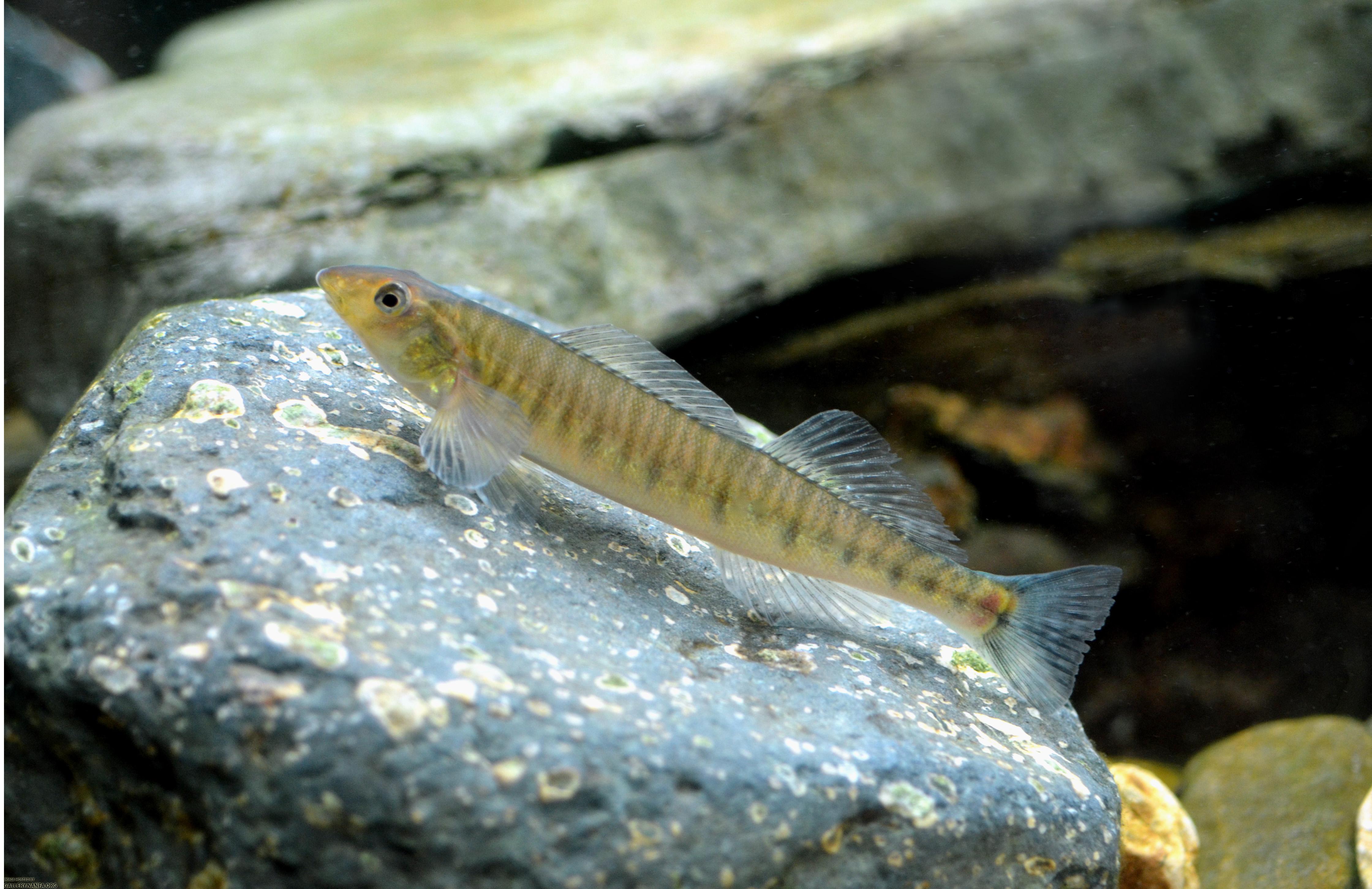 logperch