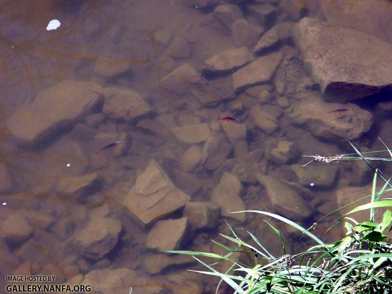 Redfin Shiner