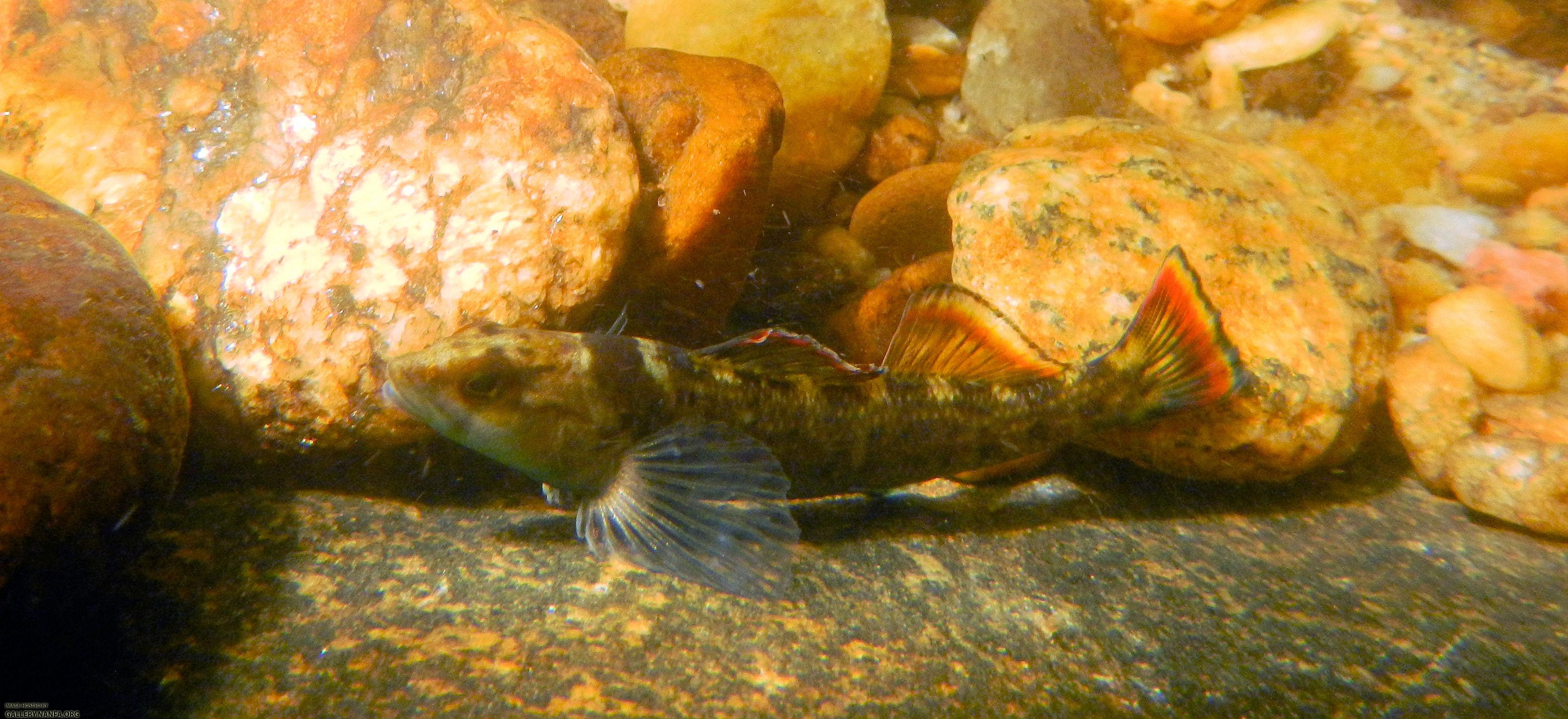 Etheostoma etowahae