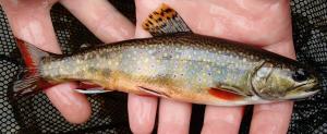 Brook Trout