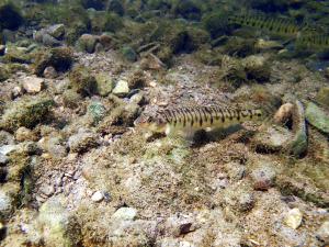 Northern Logperch