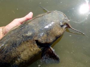 Flathead Catfish