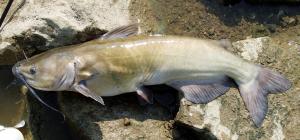 Channel Catfish