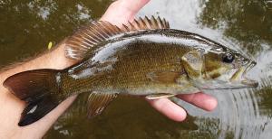 Smallmouth Bass