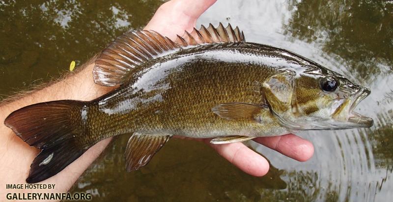 Smallmouth Bass