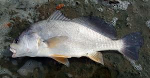 Freshwater Drum