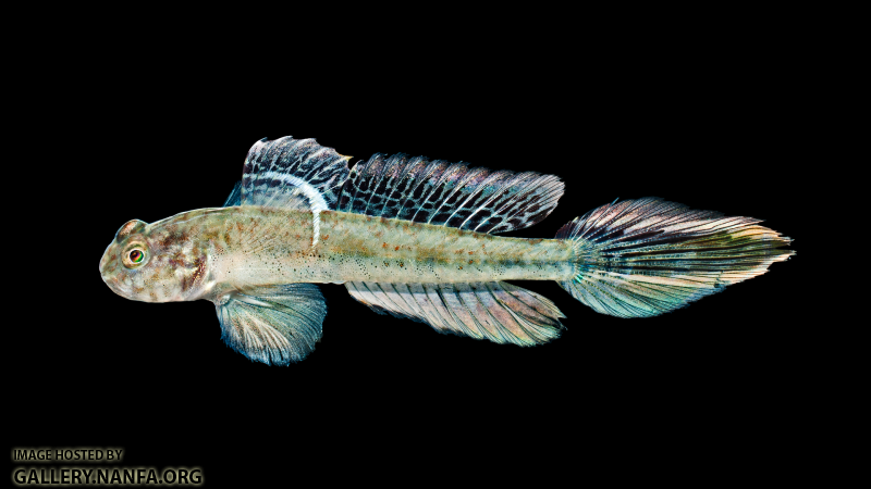 Darter Goby - Ctenogobius boleosoma