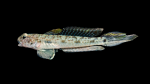 Darter Goby - Ctenogobius boleosoma