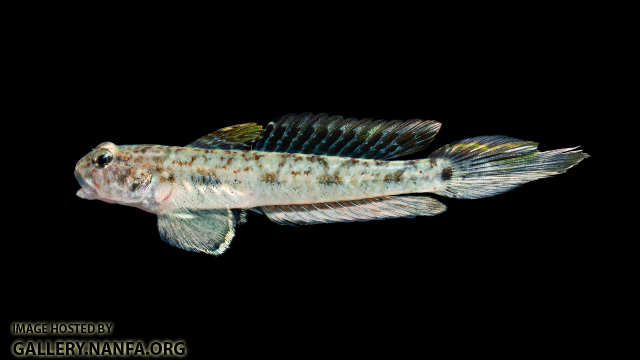 Darter Goby - Ctenogobius boleosoma