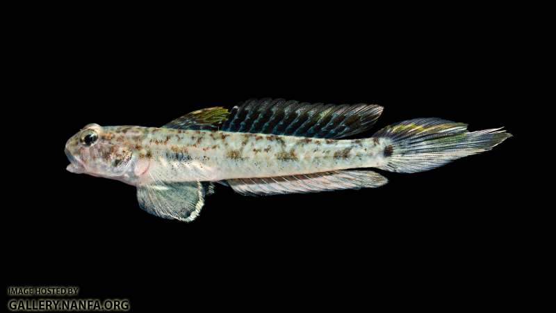 Darter Goby - Ctenogobius boleosoma