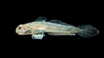 Darter Goby - Ctenogobius boleosoma