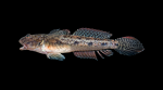 Freshwater Goby - Ctenogobius shufeldti