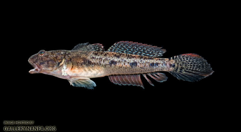 Freshwater Goby - Ctenogobius shufeldti