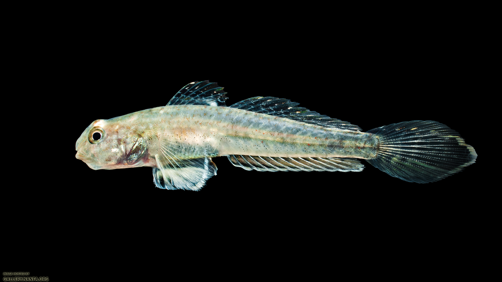 Darter Goby - Ctenogobius boleosoma