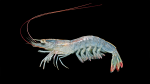 White Shrimp - Litopenaeus setiferus