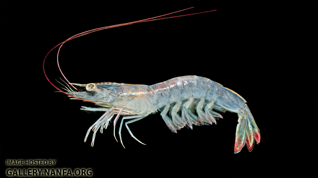 White Shrimp - Litopenaeus setiferus