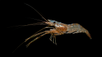 Cinnamon River Shrimp - Macrobrachium acanthurus