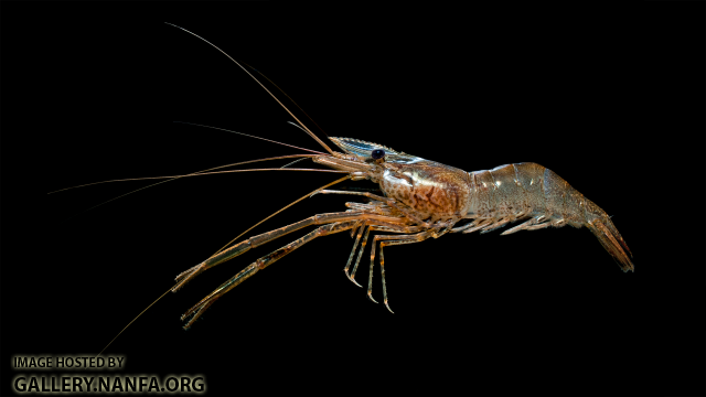 Cinnamon River Shrimp - Macrobrachium acanthurus