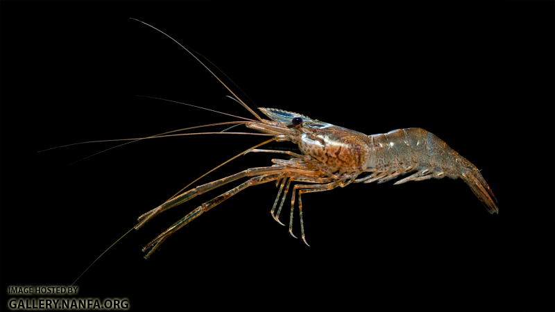 Cinnamon River Shrimp - Macrobrachium acanthurus