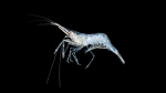 Marsh Grass Shrimp - Palaemonetes vulgaris