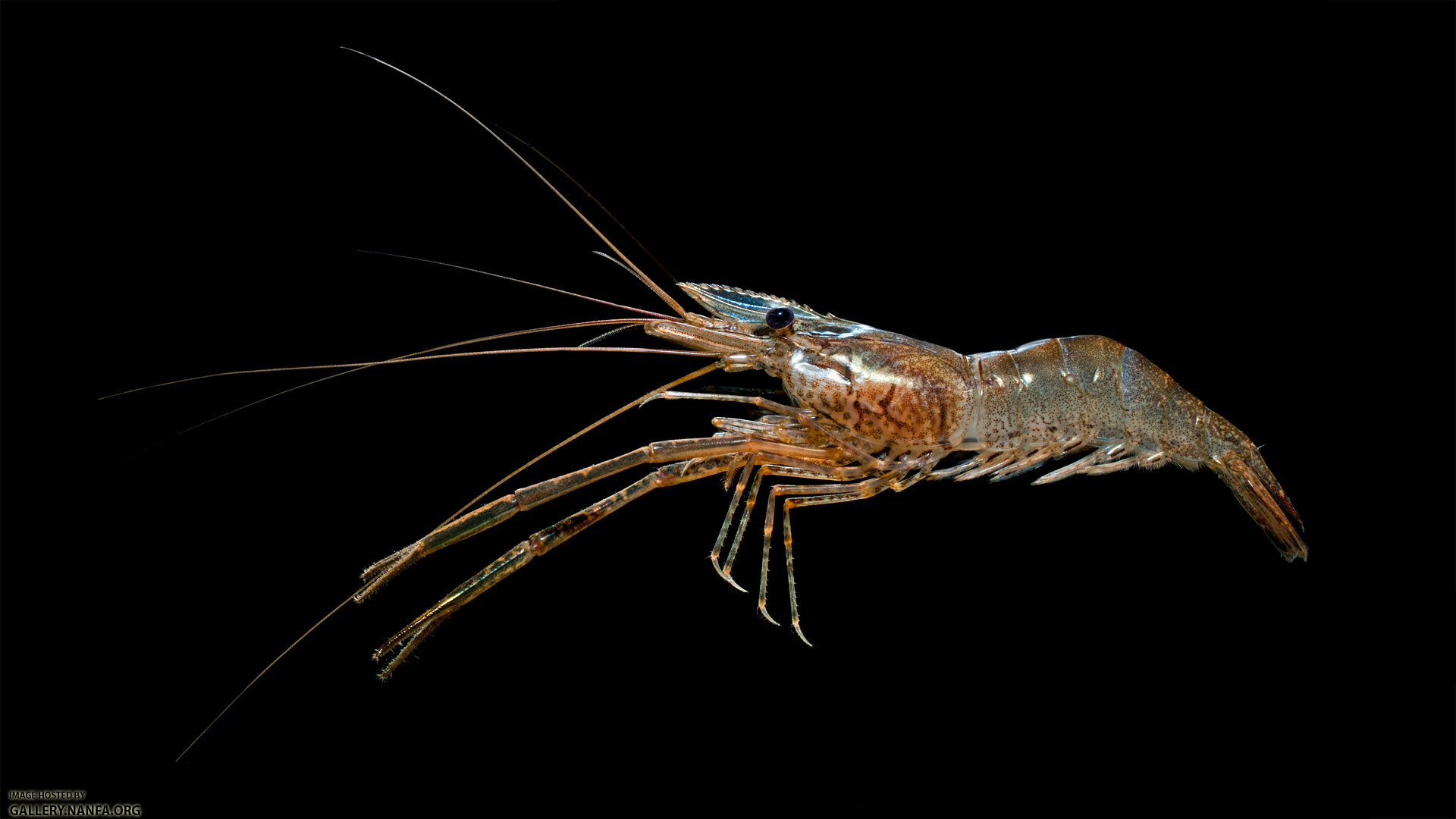 Cinnamon River Shrimp - Macrobrachium acanthurus