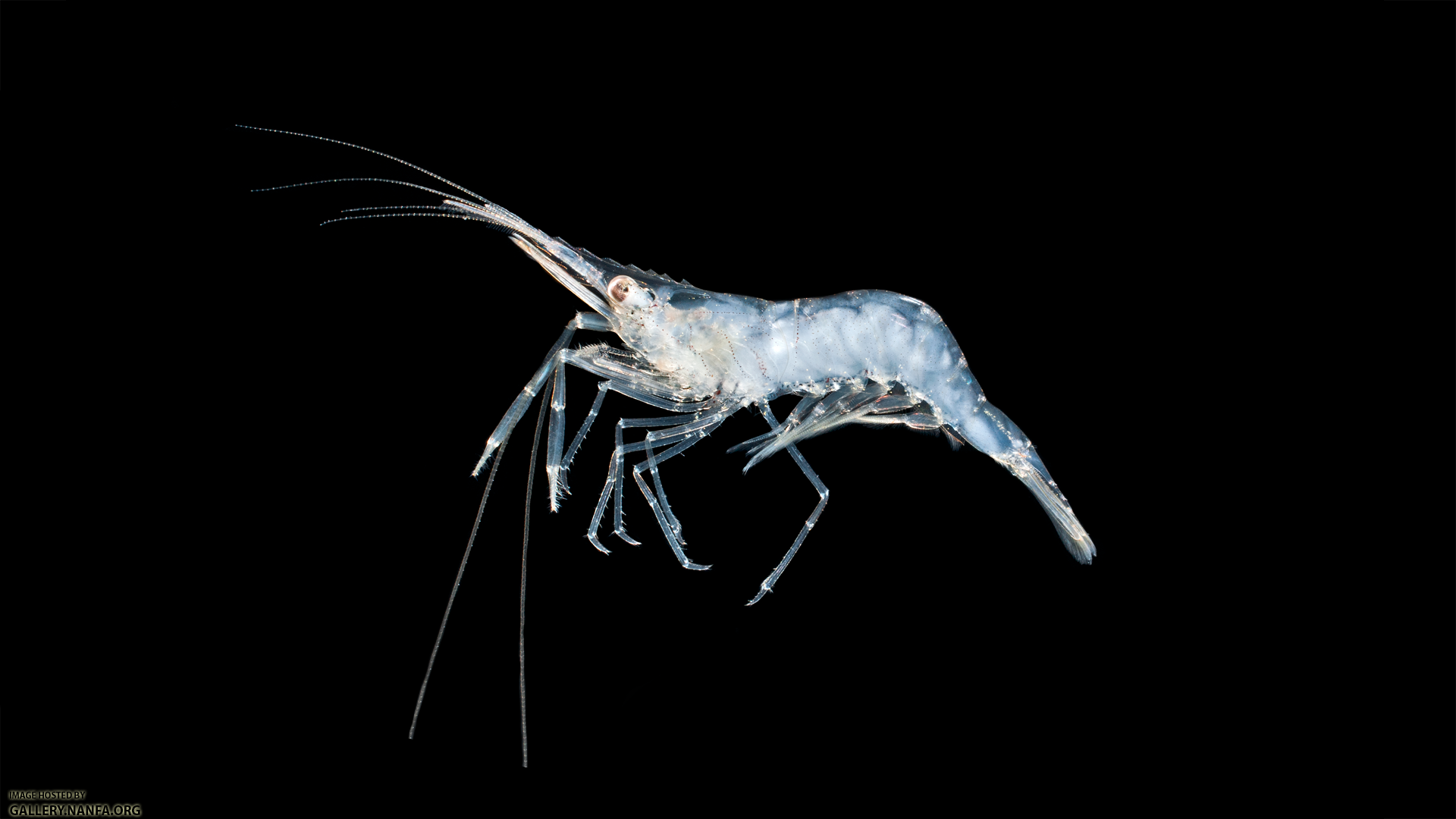 Marsh Grass Shrimp - Palaemonetes vulgaris