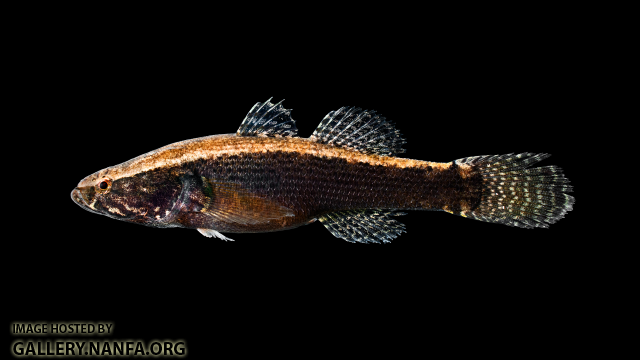 Spiny Cheek Sleeper - Eleotris amblyopsis