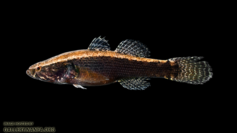 Spiny Cheek Sleeper - Eleotris amblyopsis