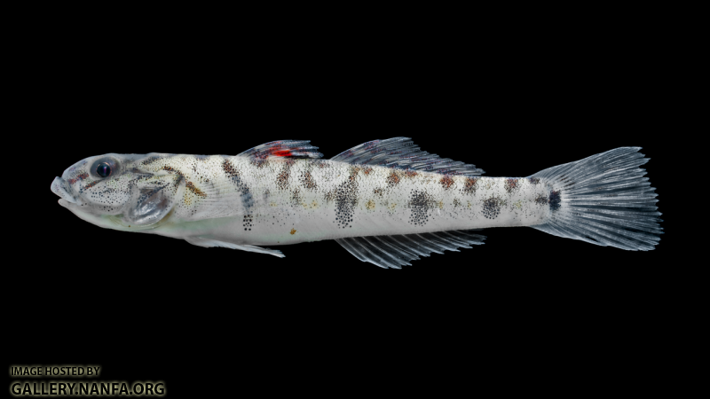 River Goby - Awaous banana