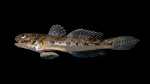 Freshwater Goby - Ctenogobius shufeldti