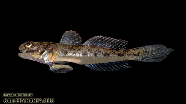 Freshwater Goby - Ctenogobius shufeldti