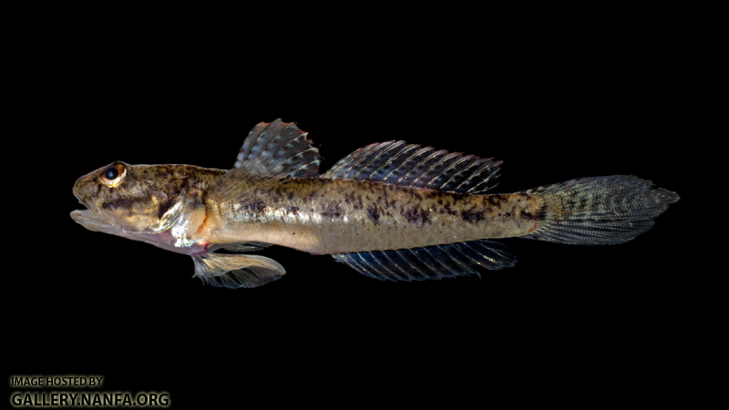 Freshwater Goby - Ctenogobius shufeldti