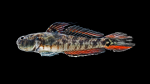 Lyre Goby - Evorthodus lyricus