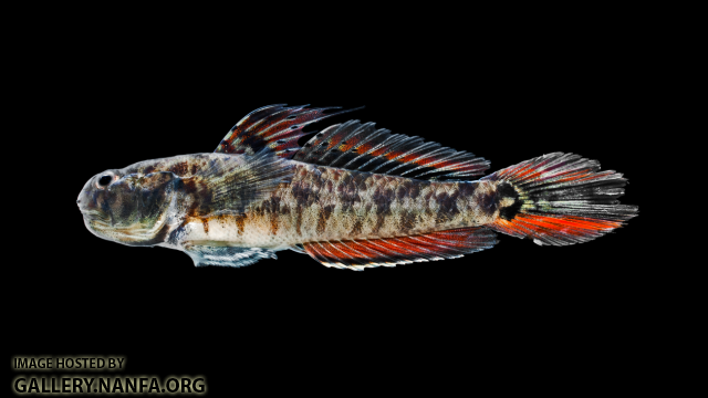 Lyre Goby - Evorthodus lyricus