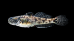 Lyre Goby - Evorthodus lyricus - Female