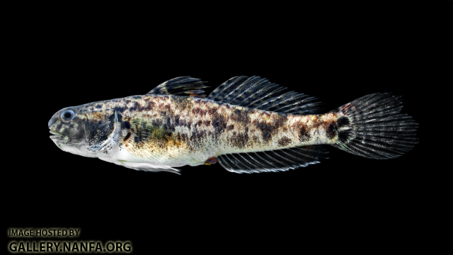 Lyre Goby - Evorthodus lyricus - Female